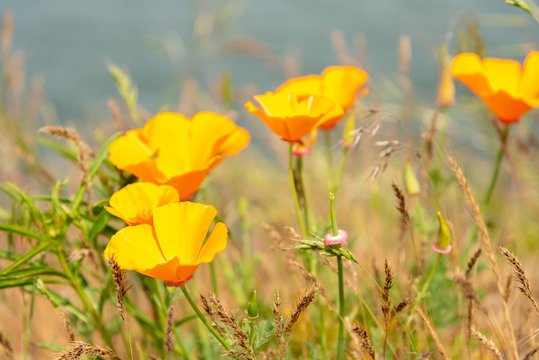 field of yellow flowers