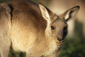 Naklejka na ściany i meble Eastern grey kangaroos at Coombabah Wetlands