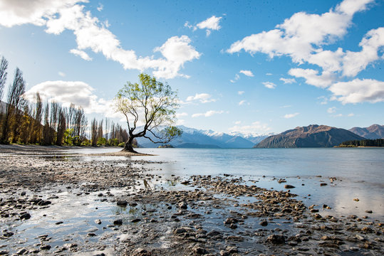 lone tree on the lake Wanaka new zealand