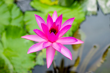 Purple water lily surrounded by leaves on surface of the pond. Close up of beautiful lotus flower. Flower background. Spa concept.