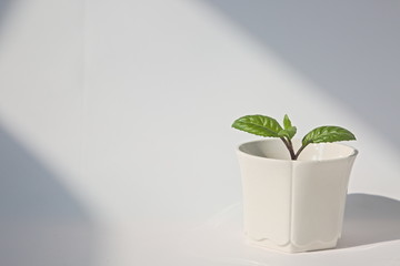 Green potted plant indoor with full of sunlight on white background, copy space