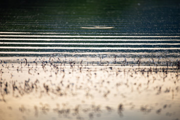abstract background of water texture on a lake