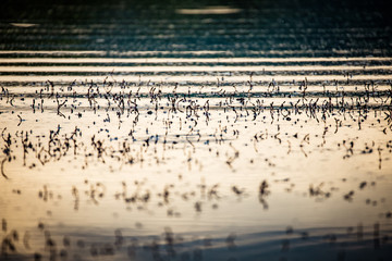 abstract background of water texture on a lake