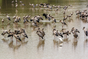 Asian openbill, Anastomus oscitans