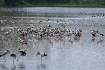 Asian openbill, Anastomus oscitans