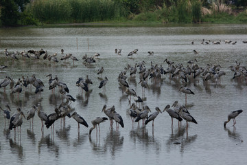 Asian openbill, Anastomus oscitans