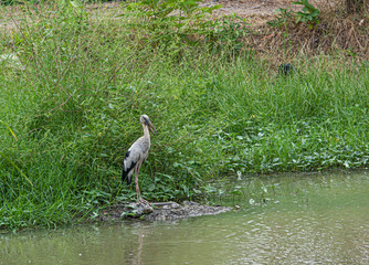Asian openbill, Anastomus oscitans