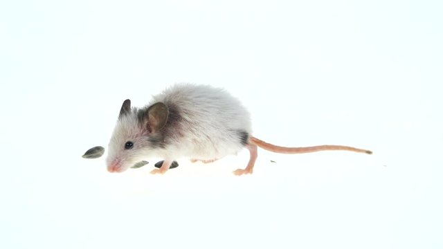 Decorative mouse isolated on a white background in studio. Close up