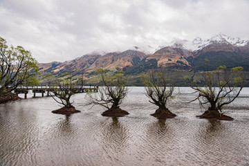 trees growing in the lake in new zealand where lord of the rings was shot