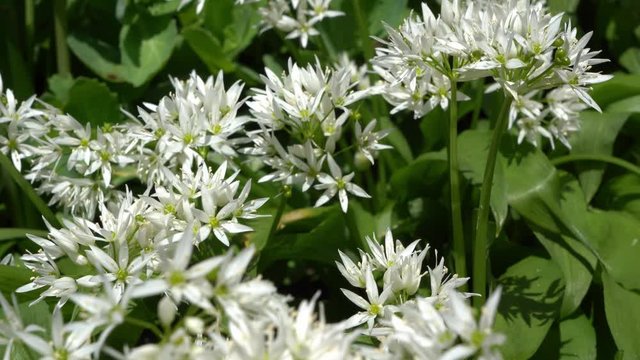 A panning shot of Allium ursinum, known as wild garlic, ramsons, buckrams, broad-leaved garlic