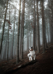 Naklejka na ściany i meble dog in a foggy forest. Pet on the nature. red Marble Australian Shepherd. Mystical 