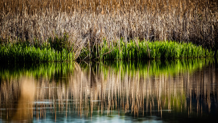 banner of green lakeside with reed in summer