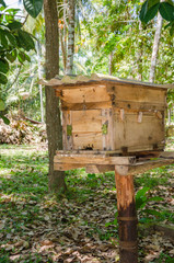 Apiary made from Wooden Box for Horney Bee House In Tropical Natural Garden.