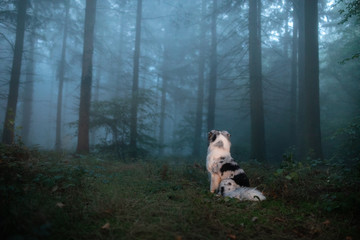 dog in a foggy forest. Pet on the nature. red Marble Australian Shepherd. Mystical 
