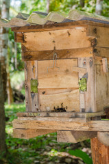 Apiary made from Wooden Box for Horney Bee House In Tropical Natural Garden.