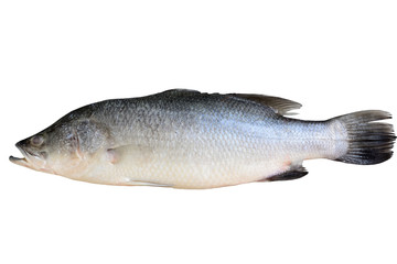 Naklejka premium Barramundi, asian seabass, giant seaperch or silver seaperch isolated on white background.