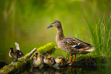 Fototapeta premium Mallard Duck, wild duck shooting outdoors