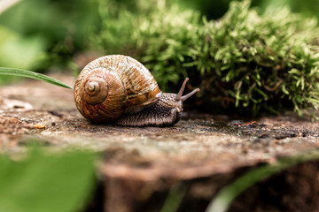 Snail closeup. Burgundy snail Helix, Roman snail, edible snail, escargot on a surface with moss. Helix promatia. space for text