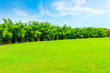 Green grass and bamboo forest in the city park.