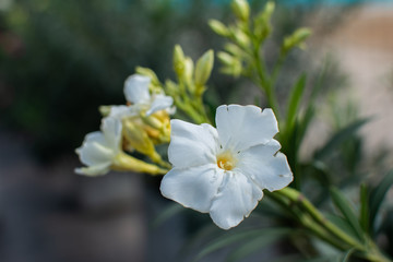 Fototapeta na wymiar Beautiful flowers in spring