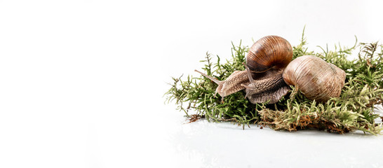 Helix pomatia also Roman snail, Burgundy snail, edible snail or escargot, is a species of large, edible in the family Helicidae. Long banner format
