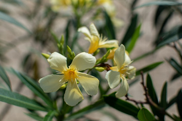 Obraz premium yellow flowers in spring