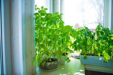 tomato seedlings on the windowsill. potted plant. Spring planting