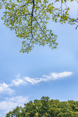 太陽の光が当たる新緑の葉