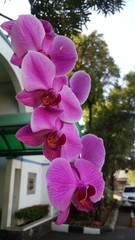 beautiful purple Phalaenopsis orchid flowers