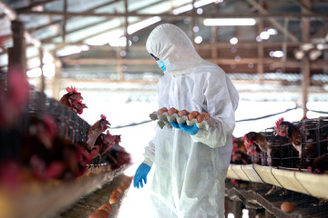 Chicken farmers wear PPE protective clothing from the virus and collect eggs in their hands in an Asian chicken farm.