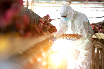 Chicken farmers wear PPE protective clothing from the virus and collect eggs in their hands in an Asian chicken farm.