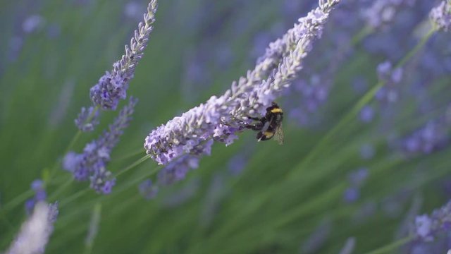 close up shot of a bumblebee collecting nectar on the lavender flower.mov