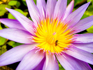 A bee on yellow stamen