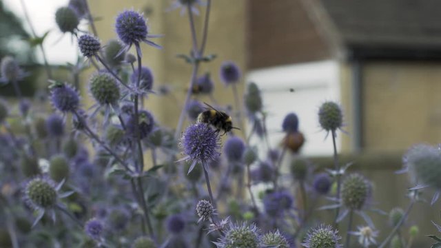 A Bumblebee takes off from a flower after dislodging pollen flower, slow motion
