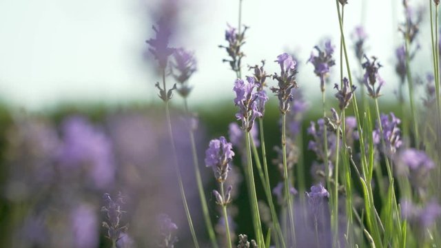 Purple flowering sprigs of lavender, colorful stems, slow motion

