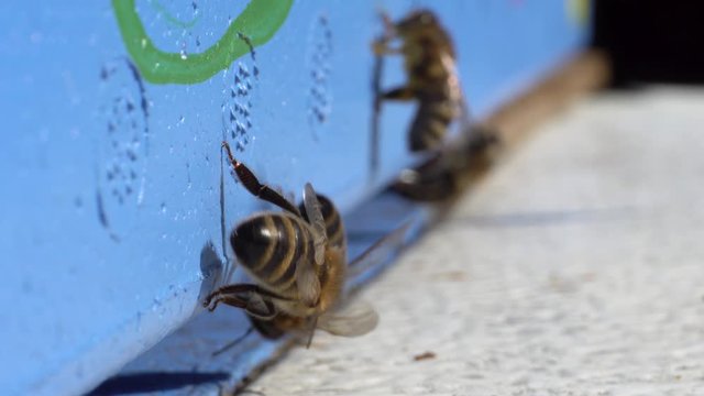 Busy bees returning to beehive landing board, collecting pollen, macro closeup