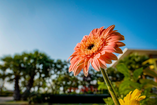 Pink blossom gerbera