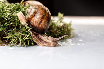 Garden snail Helix Pomatia Snail with brown striped shell space for text