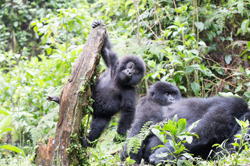 Baby Mountain Gorilla (Gorilla beringei beringei) hanging off a tree branch and being playful in the jungle of Rwanda.