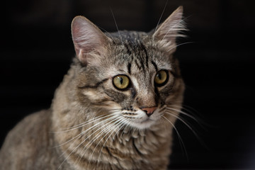 close up portrait of a cat on a black background