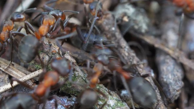 Close up footage of ants, formica rufa