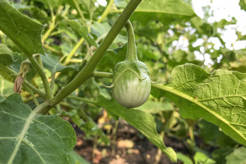 Green Thai Eggplant on tree at vegetable garden. Used to makethai food, Planted in Thailand