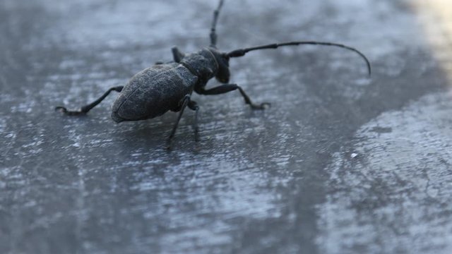 Morimus asper is a species of beetle in family Cerambycidae