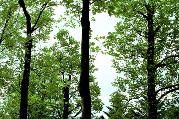 新緑の色の木々