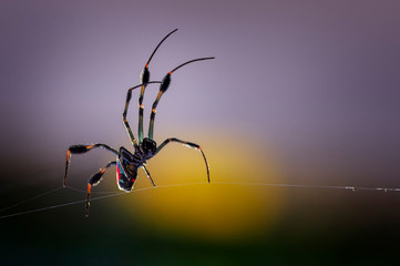 rare spider in the borneo jungle of indonesia plus touch of color that is very dazzling, best selling macro photos