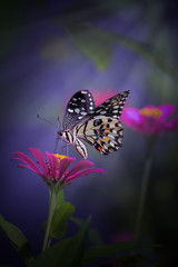 The most beautiful Borneo Island butterfly on  flower, best selling macro photo of  butterfly 