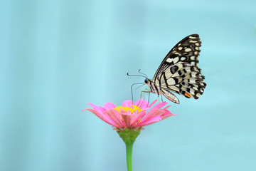The most beautiful Borneo Island butterfly on  flower, best selling macro photo of  butterfly 