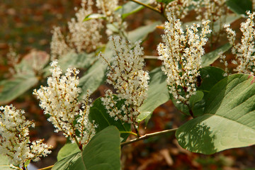 Floral background. Beautiful white inflorescences of Polygonum weyrichii. A sunbeam falls on white flowers and green leaves of a shrub. Horizontal, close-up, nobody. A concept of natural beauty.