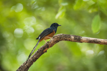 Fototapeta premium White-rumped Shama, Copsychus malabaricus