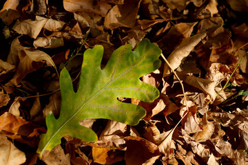 Autumn background. One green oak leaf on a background of dry yellow leaves. A sunbeam falls on a lone green oak leaf in the center of the frame. Close-up, horizontal, place for text. Natural beauty.